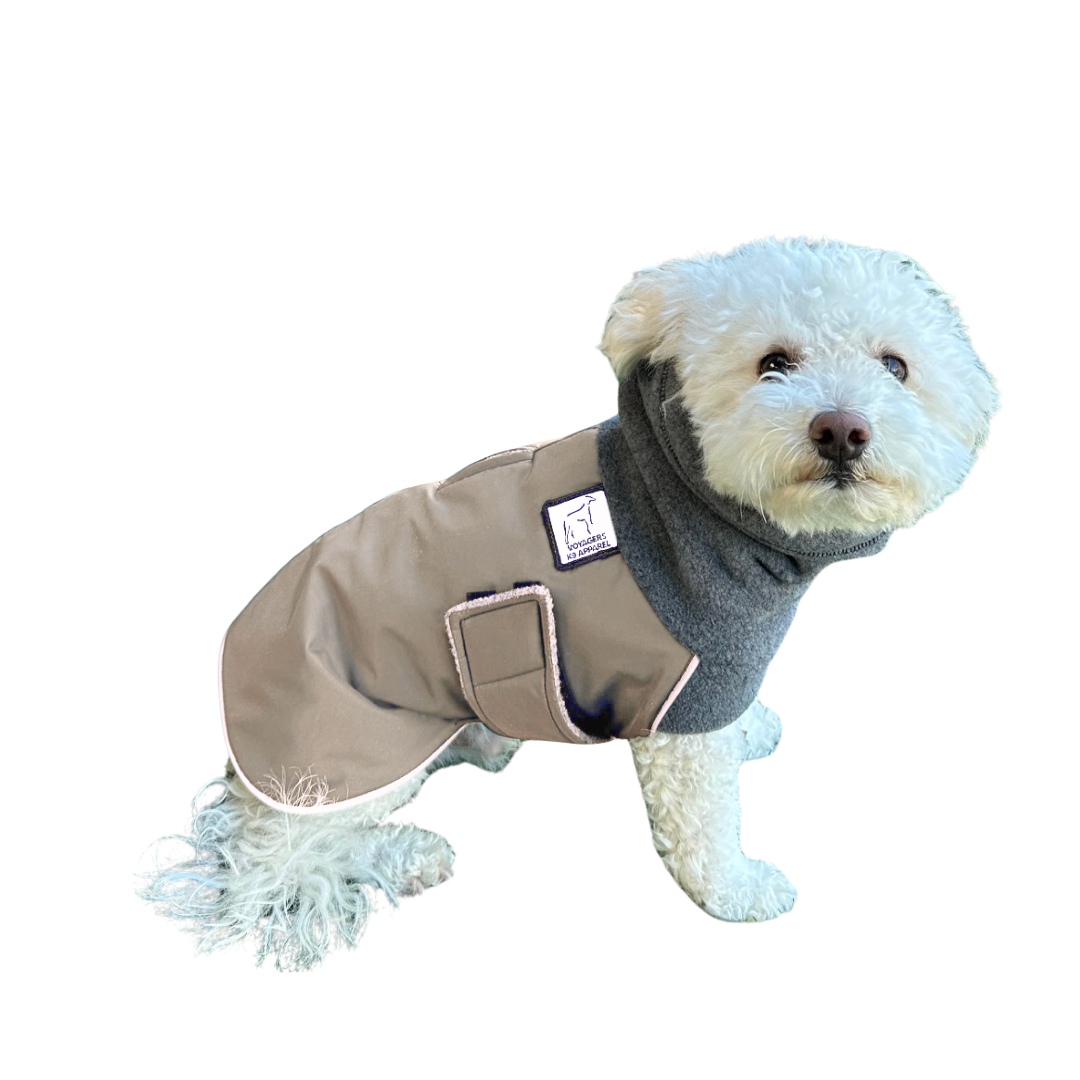 Miniature Poodle Winter Coat