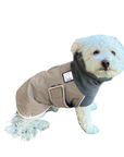 Miniature Poodle Winter Coat