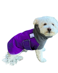 Miniature Poodle Winter Coat