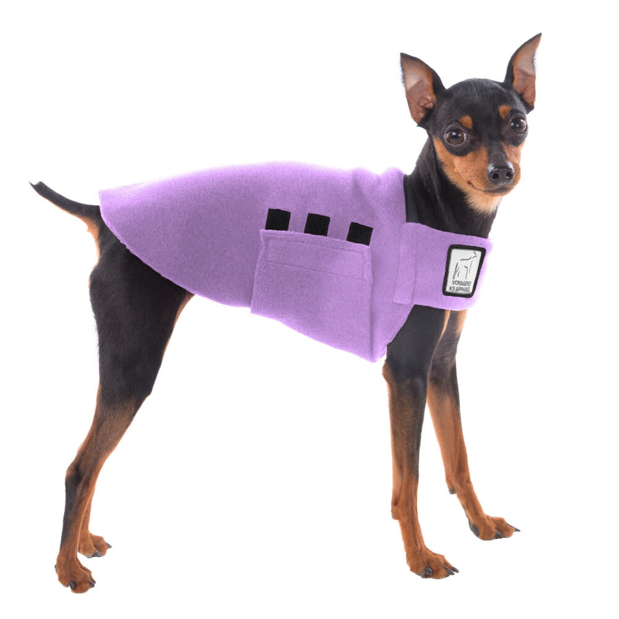 Miniature Pinscher Tummy Warmer