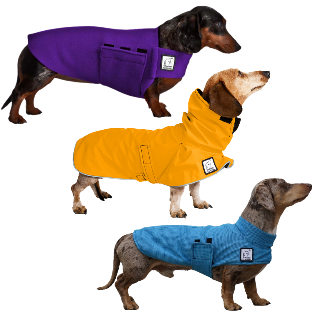 Miniature Dachshund Nomad Bundle