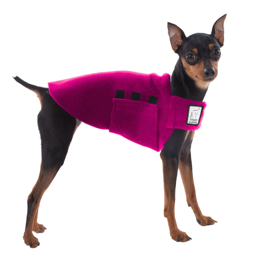 Miniature Pinscher Tummy Warmer