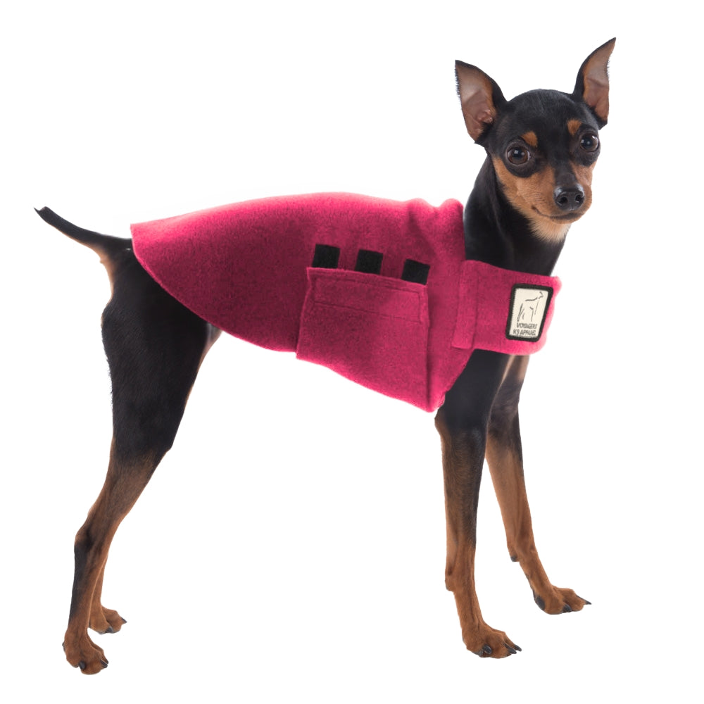 Miniature Pinscher Tummy Warmer