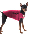 Miniature Pinscher Tummy Warmer