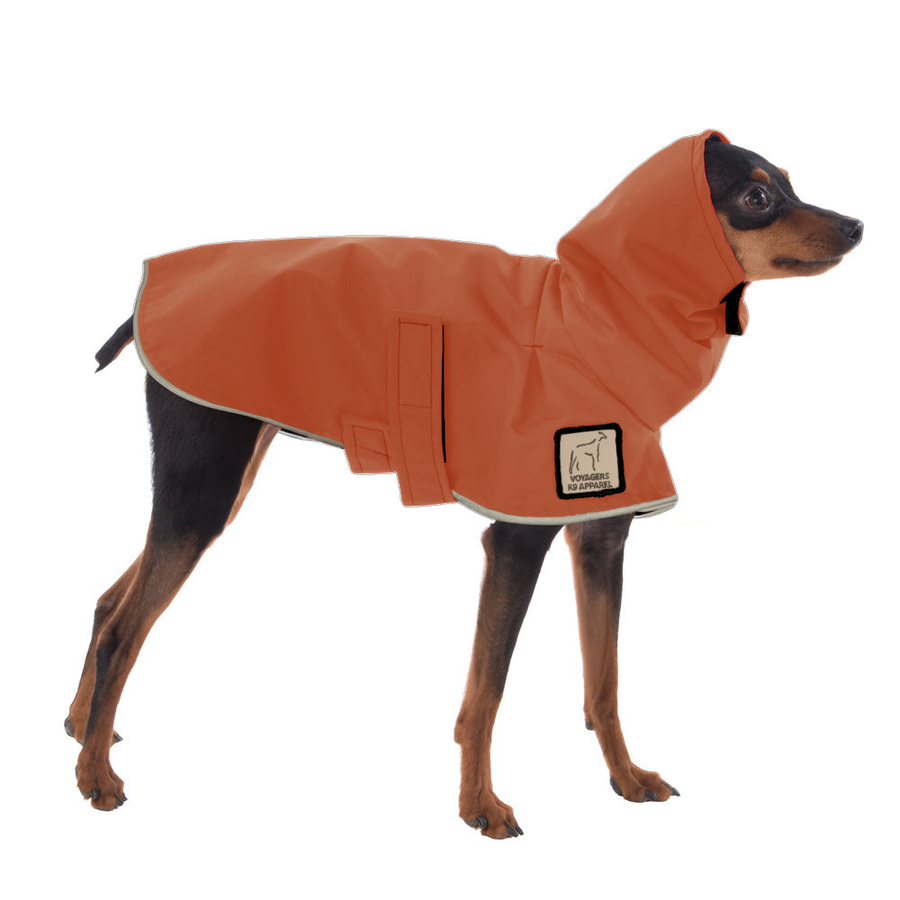 Miniature Pinscher Raincoat