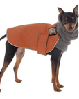 Miniature Pinscher Winter Coat