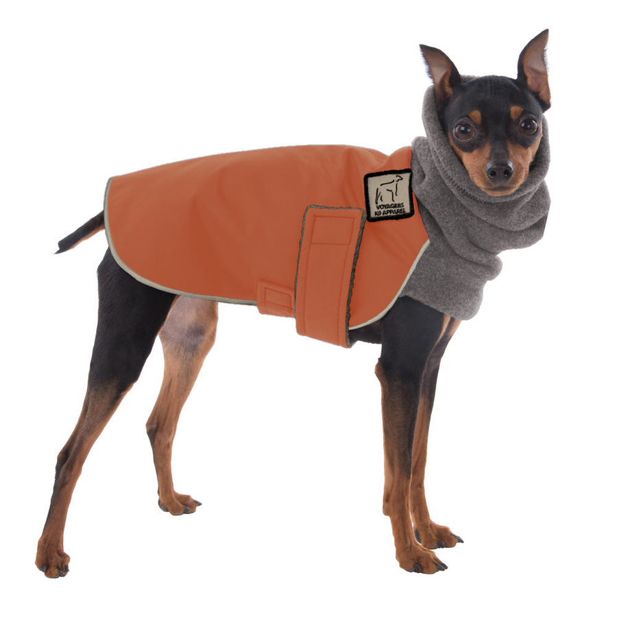 Miniature Pinscher Winter Coat