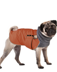 Pug Winter Coat