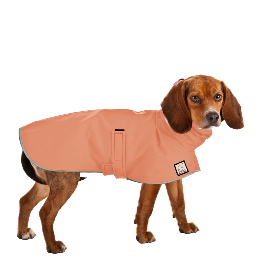 Beagle Raincoat