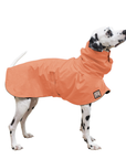 Dalmatian Raincoat