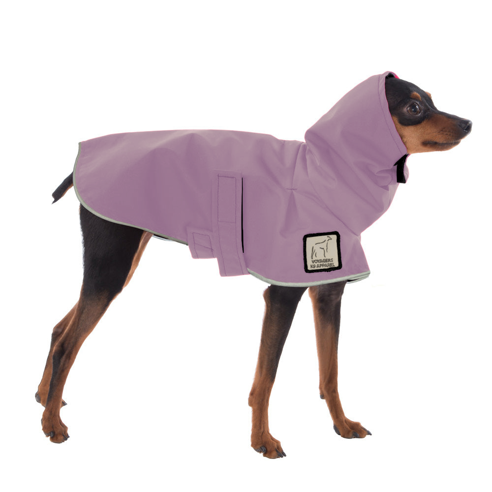 Miniature Pinscher Raincoat