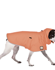 Rat Terrier Raincoat