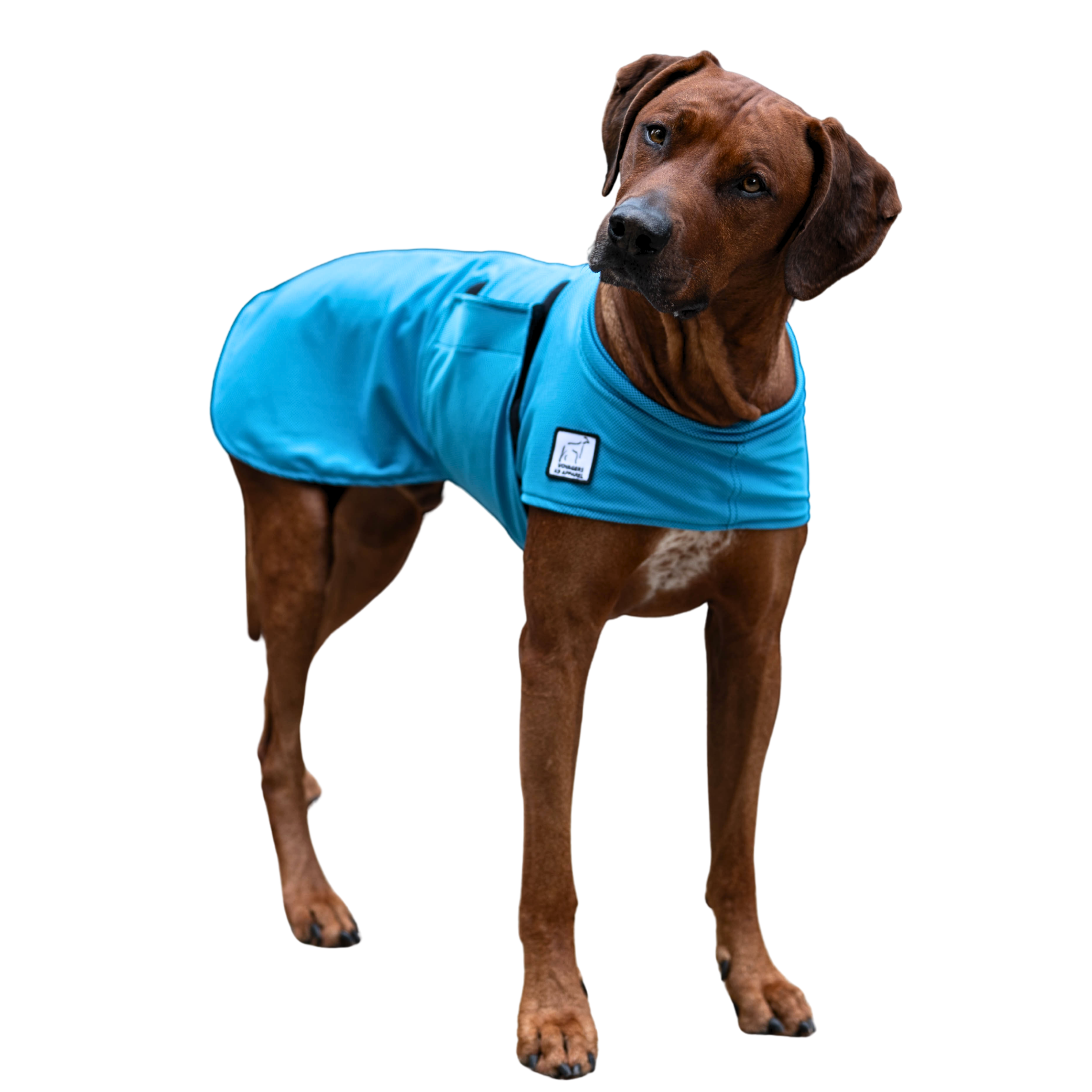 Rhodesian Ridgeback Cooling Coat