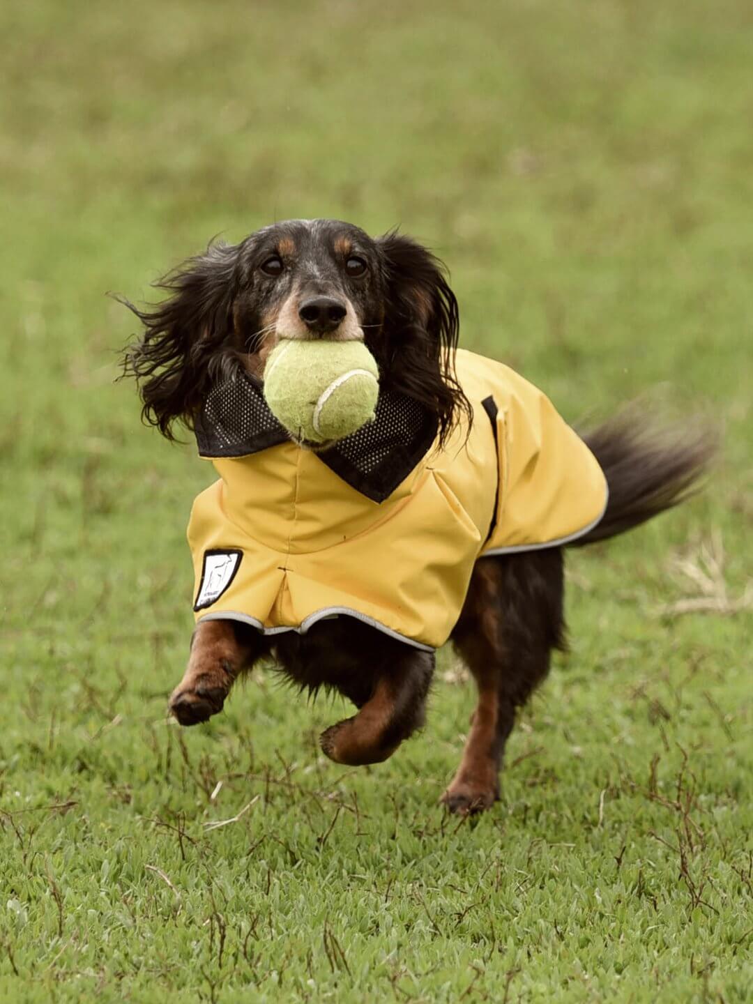 Jack 2025 russell raincoat