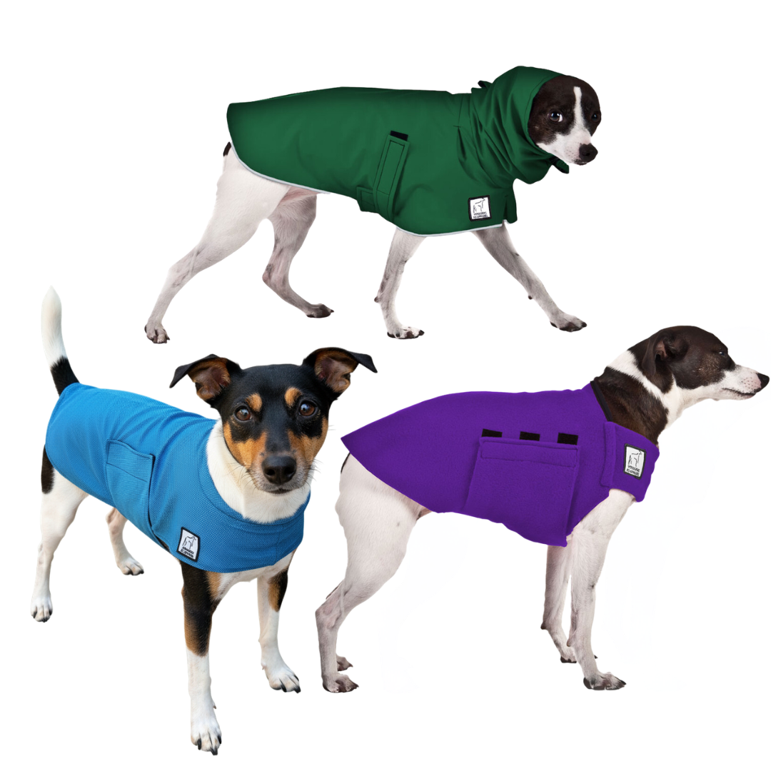 Rat Terrier Nomad Bundle