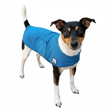 Rat Terrier Cooling Coat