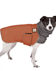 Rat Terrier Winter Coat