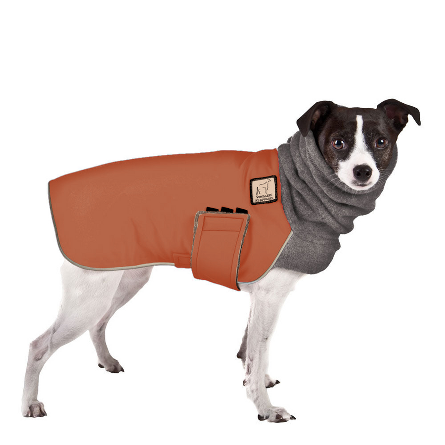 Rat Terrier Winter Coat