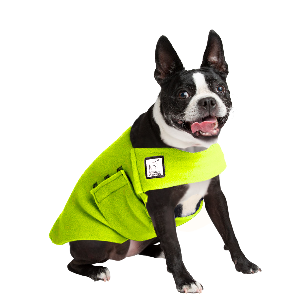 Boston Terrier Tummy Warmer