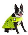 Boston Terrier Tummy Warmer