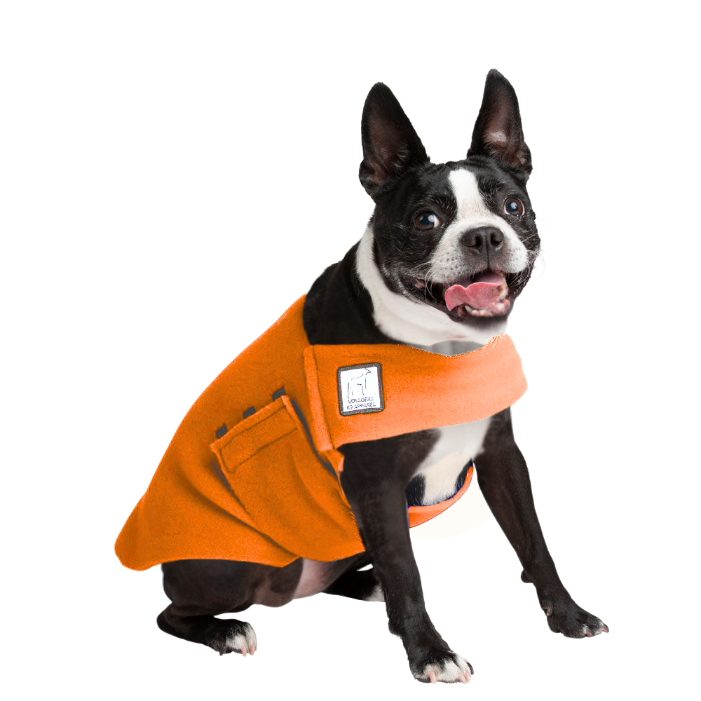 Boston Terrier Tummy Warmer