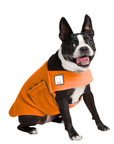 Boston Terrier Tummy Warmer