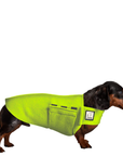 Miniature Dachshund Tummy Warmer