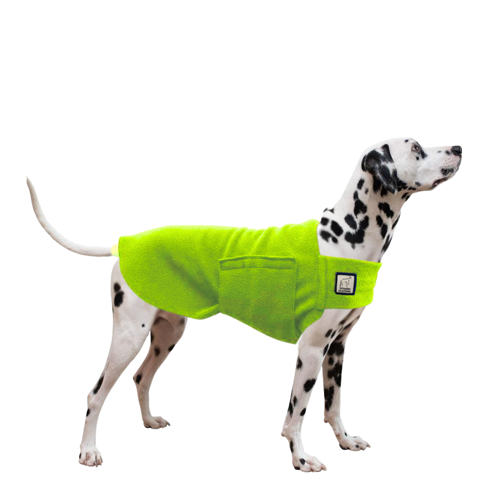 Dalmatian Tummy Warmer