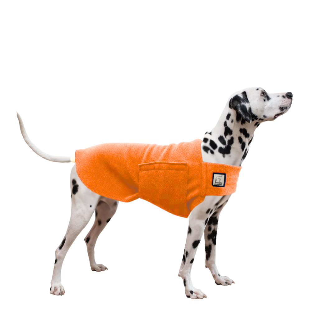 Dalmatian Tummy Warmer
