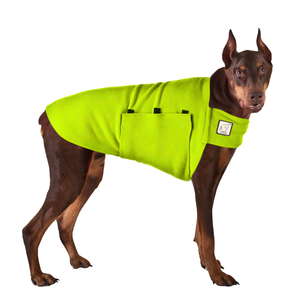 Doberman Pinscher Tummy Warmer
