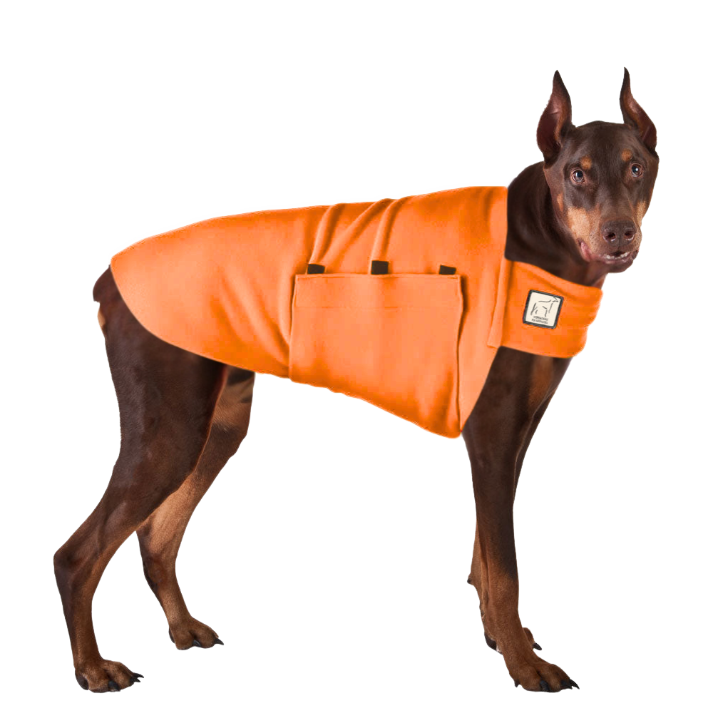Doberman Pinscher Tummy Warmer