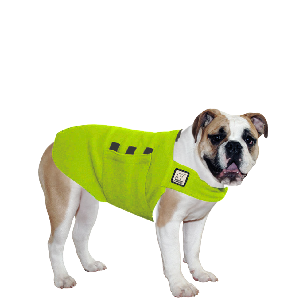 English Bulldog Tummy Warmer