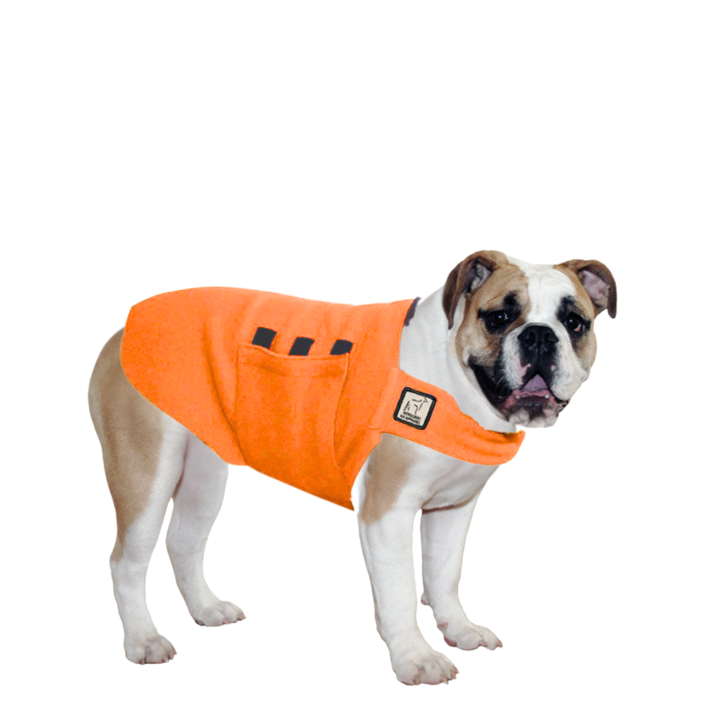 English Bulldog Tummy Warmer