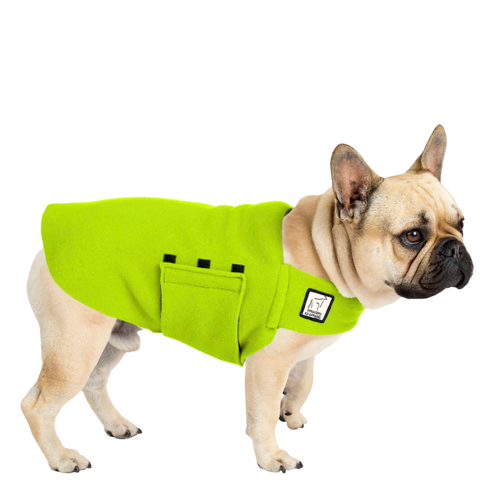 French Bulldog Tummy Warmer