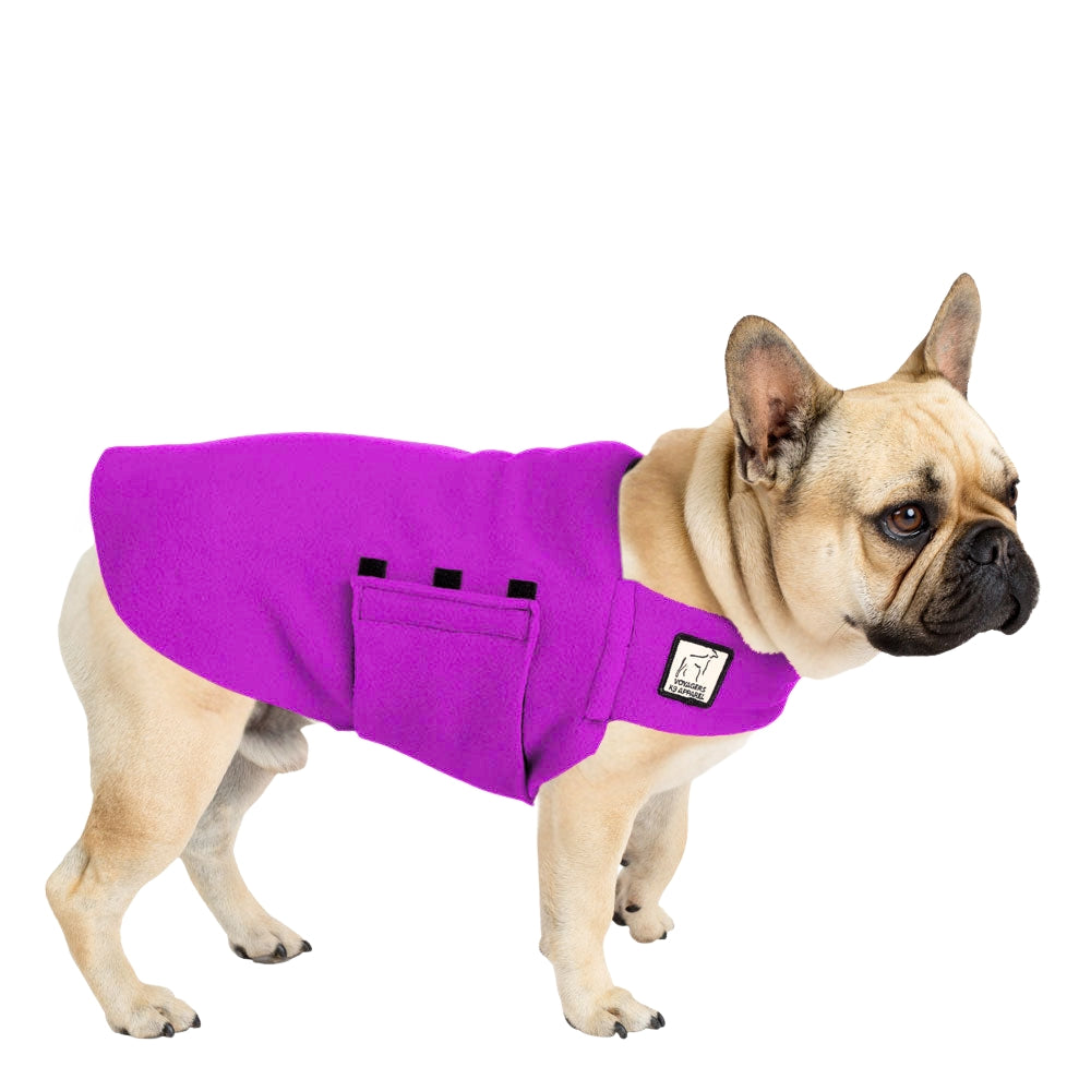 French Bulldog Tummy Warmer