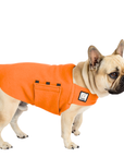French Bulldog Tummy Warmer