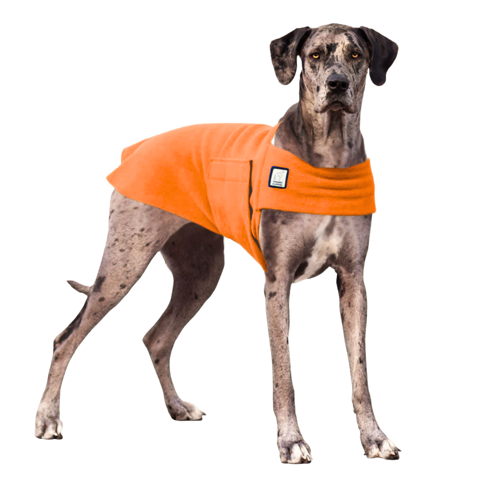 Great Dane Tummy Warmer
