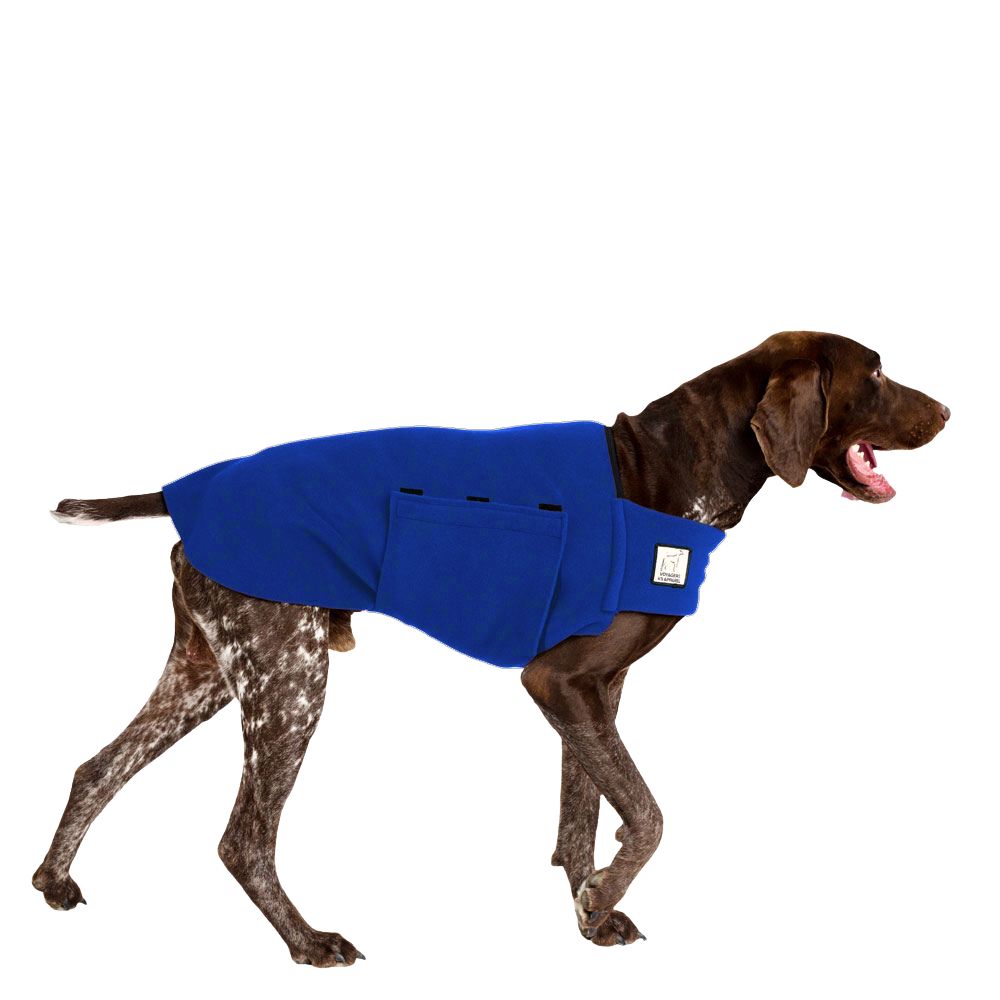 German Shorthaired Pointer Tummy Warmer