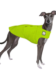 Italian Greyhound Tummy Warmer