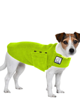 Jack Russell Terrier Tummy Warmer