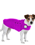 Jack Russell Terrier Tummy Warmer