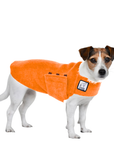 Jack Russell Terrier Tummy Warmer