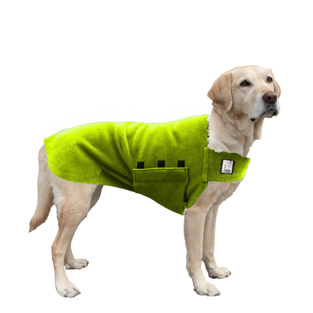 Labrador Retriever Tummy Warmer