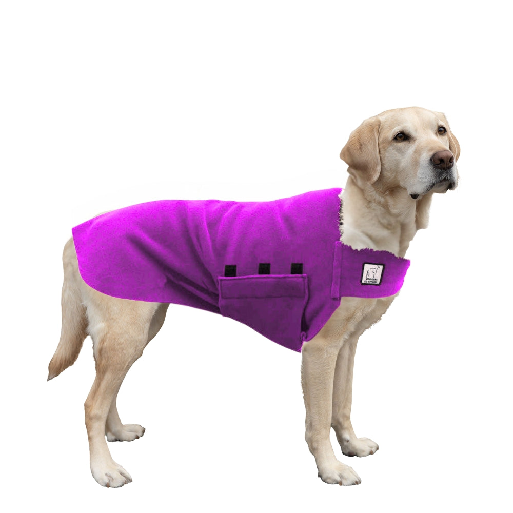 Labrador Retriever Tummy Warmer