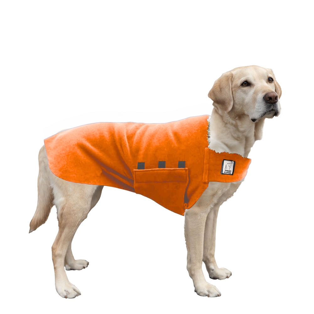 Labrador Retriever Tummy Warmer