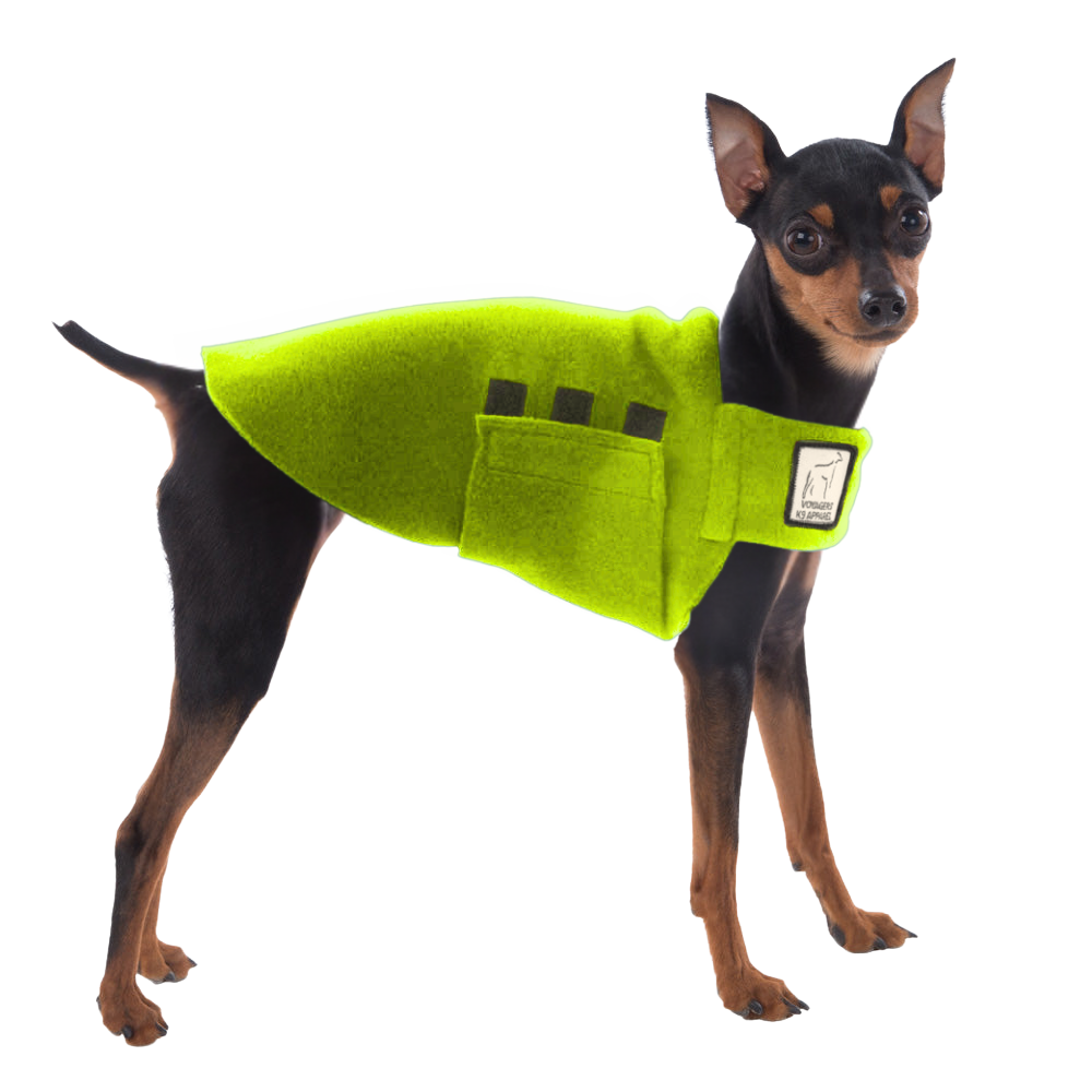 Miniature Pinscher Tummy Warmer
