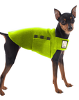 Miniature Pinscher Tummy Warmer
