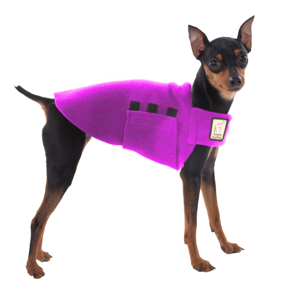 Miniature Pinscher Tummy Warmer