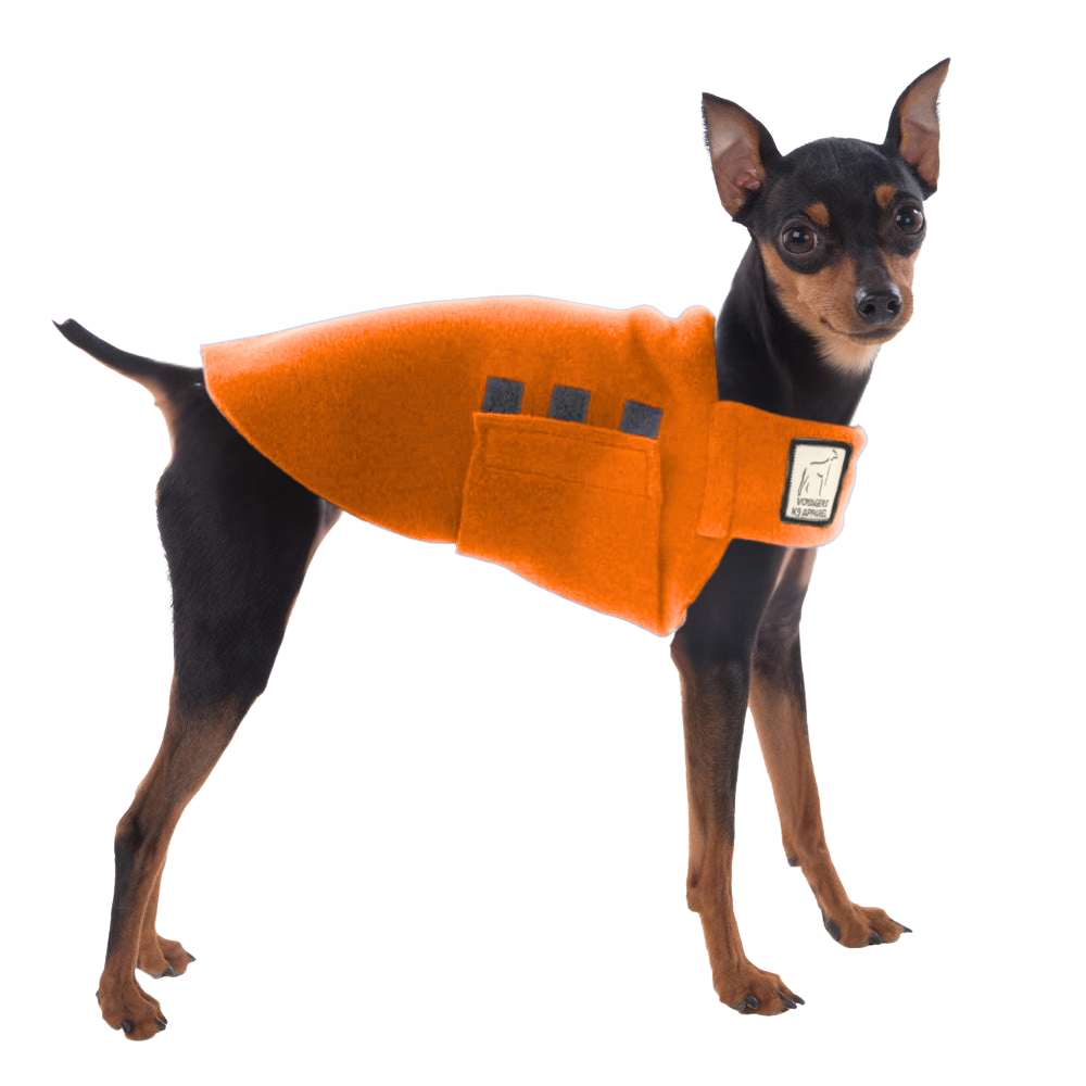 Miniature Pinscher Tummy Warmer