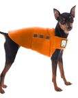 Miniature Pinscher Tummy Warmer